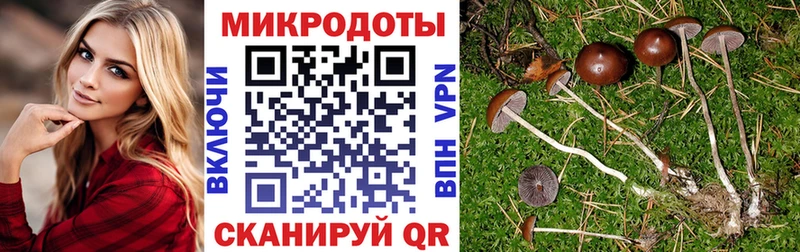Галлюциногенные грибы мицелий  что такое   Чердынь 